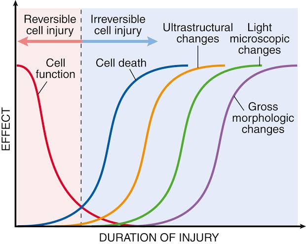 Robbins Figure 2-10 displaying the timeline of cellular injury from functional decline to morphologic changes