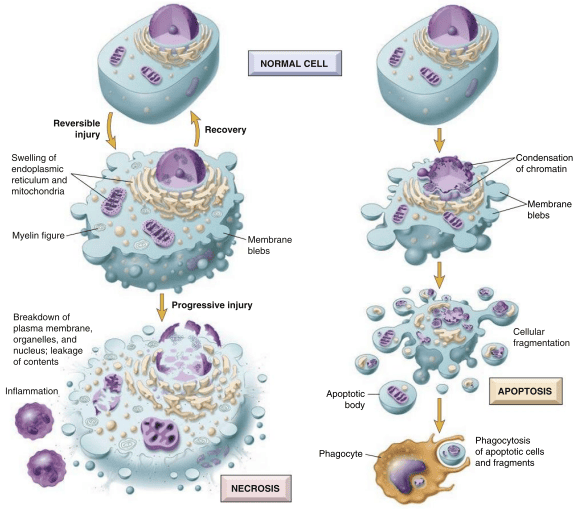 Robbins Figure 2-11 comparing stages of apoptosis and necrosis