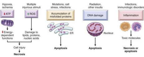 Robbins Figure 2-15 outlining the principal biochemical pathways of cell injury