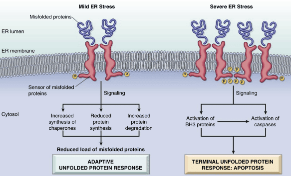 Robbins Figure 2-18 showing cellular responses to ER stress and the unfolded protein response
