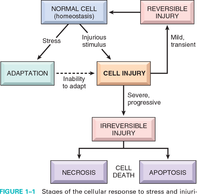 Robbins diagram on pathways of cellular reactions to stress and toxic stimuli