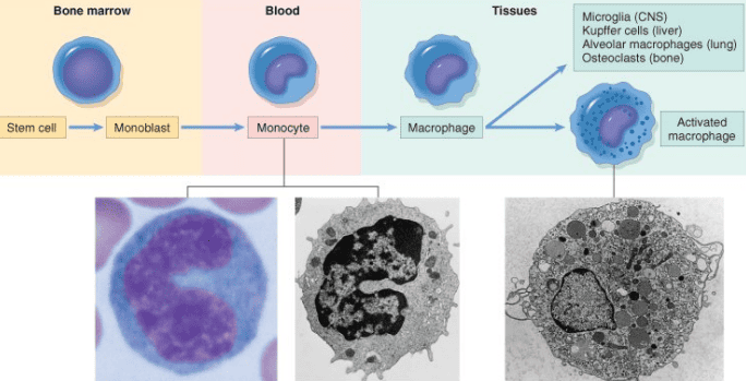 Schematic and electron microscopy of mononuclear phagocyte system maturation