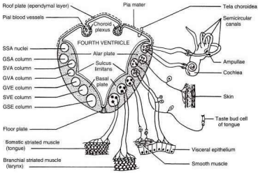 Brainstem cranial nerve functional columns derived from alar and basal plates