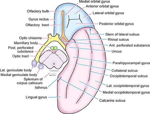 Inferior aspect of cerebrum with cut midbrain