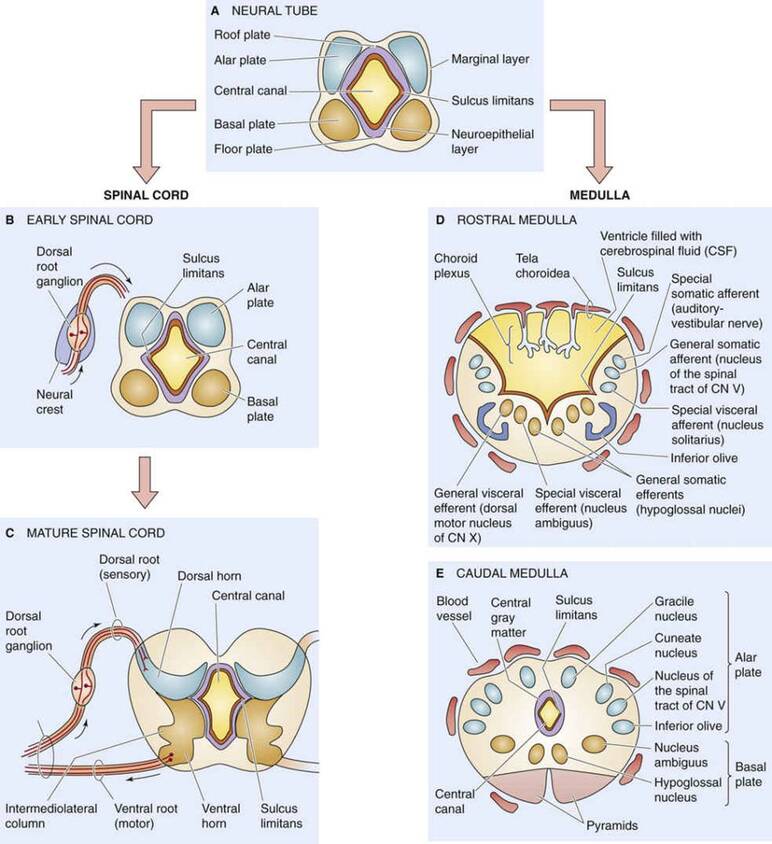 Successive stages in spinal cord development