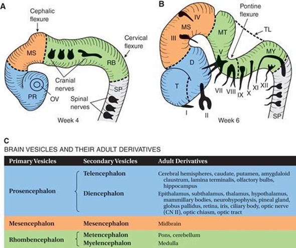 Schematic illustrations of the developing brain vesicles