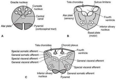Schematic illustrations of the development of the medulla