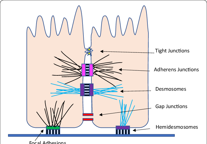 Schematic layout of epithelial cell junctions and matrix anchors