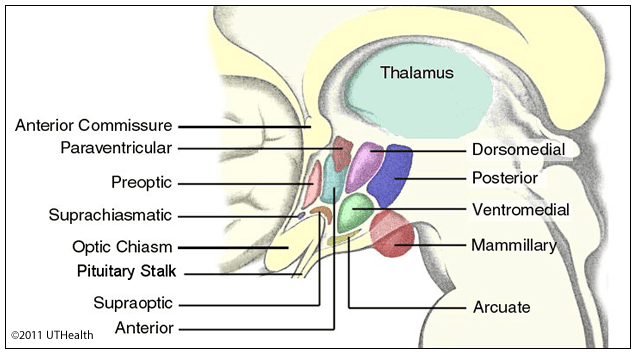 Hypothalamic nuclei anatomical distribution
