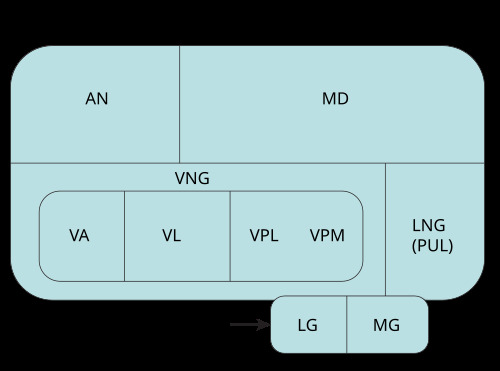 Schematic arrangement of thalamic nuclei