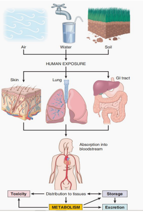 Schematic representation of human xenobiotic exposure pathways, internal distribution, liver metabolism, storage, and elimination