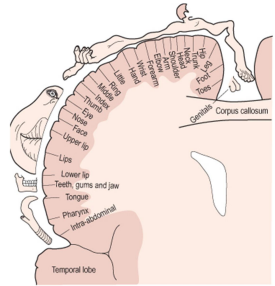 Sensory Homunculus on Postcentral Gyrus