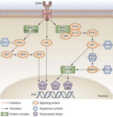 Signaling pathway diagram showing EGFR cascade down through RAS/MAPK and PI3K/AKT/mTOR