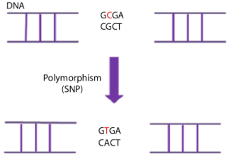 Single Nucleotide Polymorphism Schematic