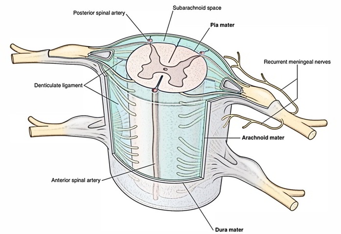 Cross Section of Spinal Cord Meninges and Denticulate Ligament