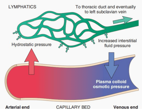Starling Forces and Microvascular Filtration Across Capillary Beds