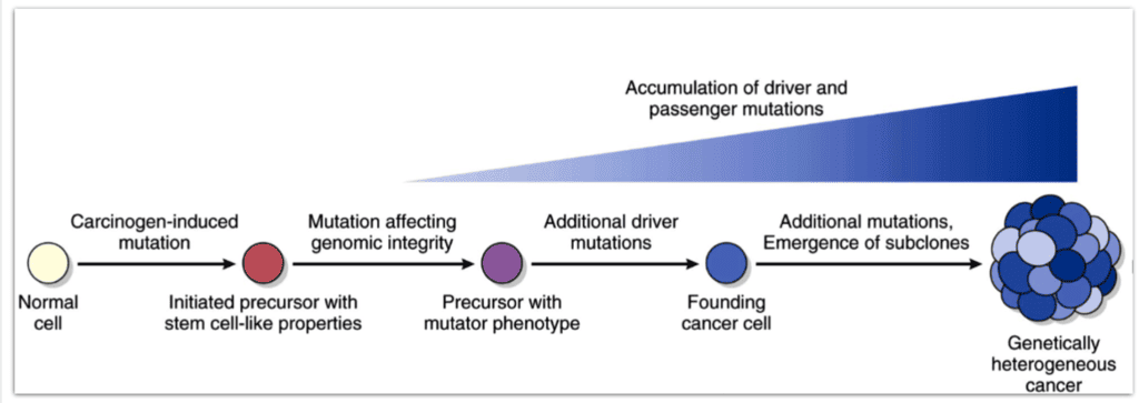 Stepwise accumulation of driver mutations showing progression from normal cell to heterogeneous cancer