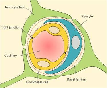 Ultrastructure of Blood-Brain Barrier Capillary Complex