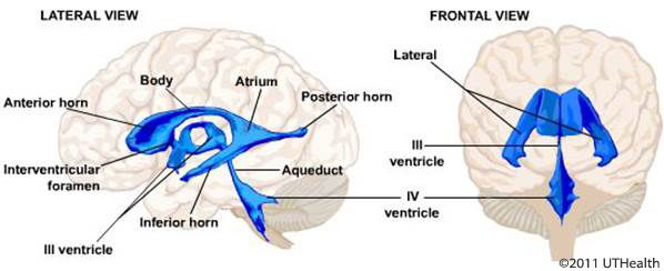 Third ventricle anatomy and ventricular communication pathways