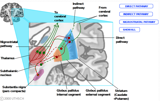 Basal ganglia motor control circuitry involving the subthalamic nucleus