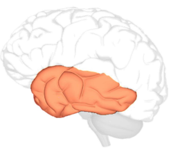 Temporal Lobe Trauma Zone