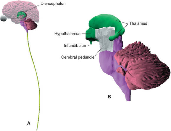 Thalamus depicted as the gateway to the cerebral cortex