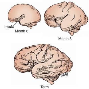 Development of cerebral cortex convolutions