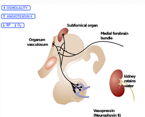 Circumventricular organs and vasopressin osmoregulation of kidney