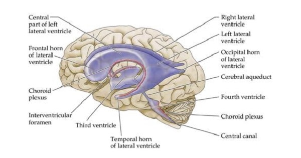 Lateral Reconstruction of Brain Ventricular System