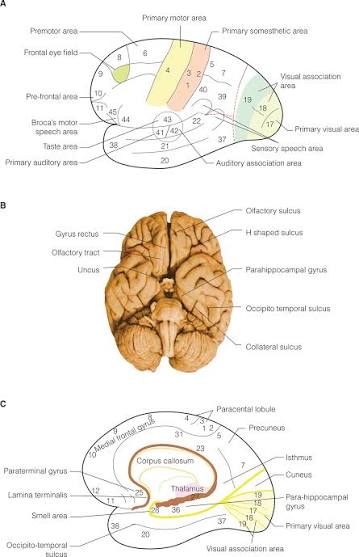 Functional cortical areas and medial/basal topographic cerebral landmarks