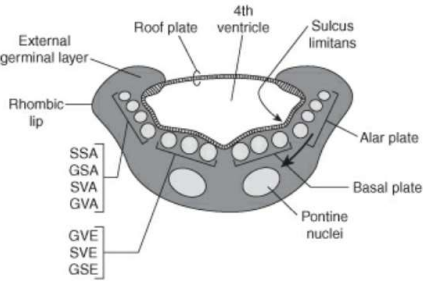 Transverse section of developing metencephalon