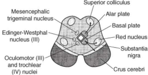 Transverse section of the developing midbrain