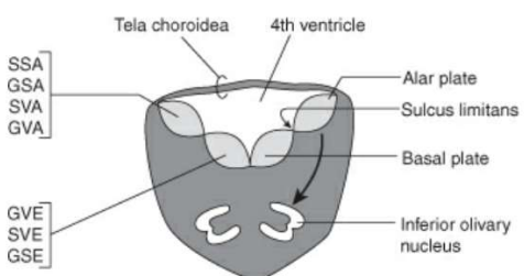 Transverse section of the developing medulla