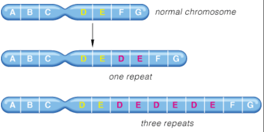 Trinucleotide Repeat Expansion Schematic