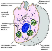 Ultrastructural diagram of a reversibly injured cell