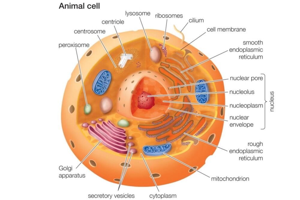 Ultrastructure of typical eukaryotic animal cell