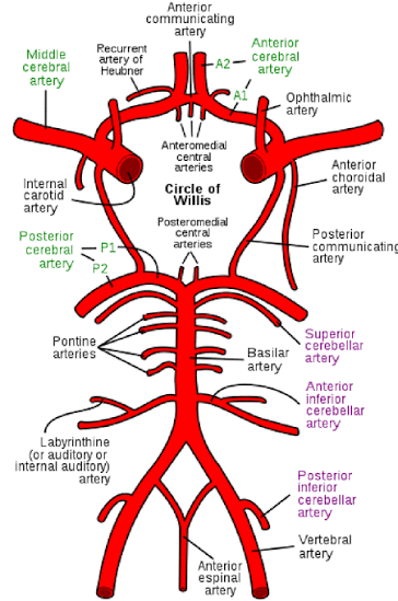 Arterial blood supply of the thalamus and Circle of Willis