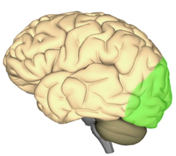 Visual Cortex Localization