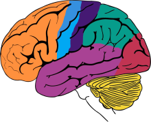 Vulnerable Surfaces of Human Brain