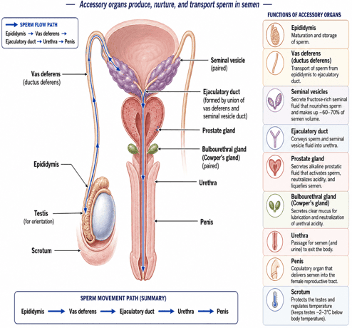 Male Accessory Organs of Reproduction Diagram