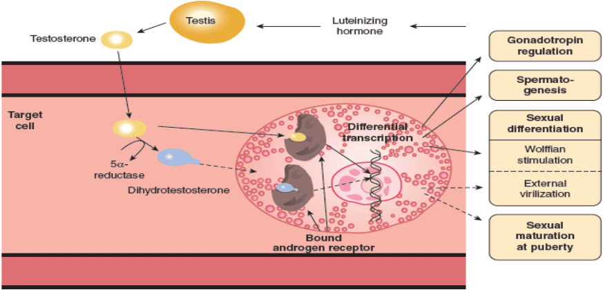 Diagram of the actions of testosterone and dihydrotestosterone