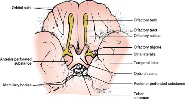Orbital brain https://doctorsrevisionuganda.com/wp-content/uploads/2026/10/basal-ortal-surface.jpgsurface displaying olfactory structures