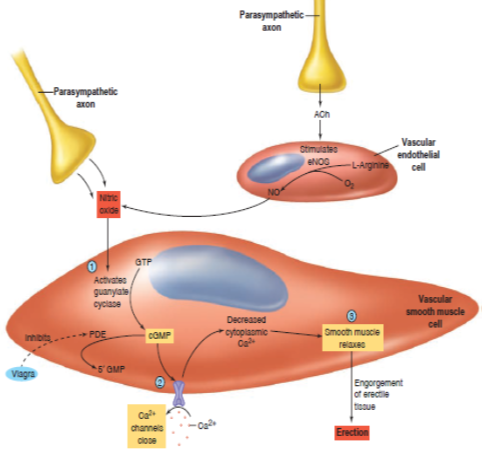 Biochemical Mechanism of Erection and PDE Inhibition Diagram