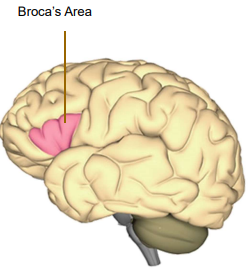 Broca's Area Localization
