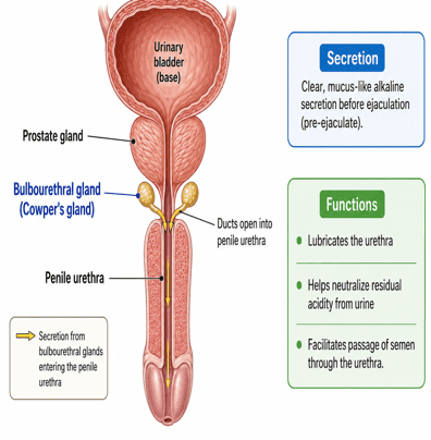 Bulbourethral Glands Diagram