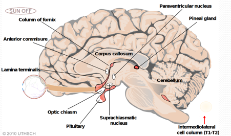 Circadian control pathway from SCN to pineal gland