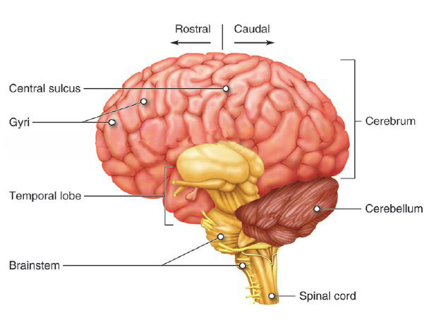 Lateral view of the brain showing Cerebrum and Cerebellum