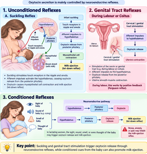 Neuroendocrine Control of Oxytocin Secretion Chart
