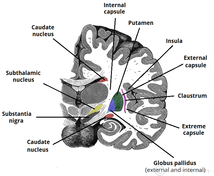 Coronal brain section showing basal ganglia and capsule divisions