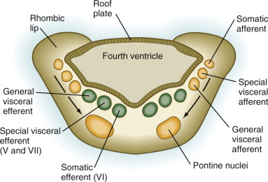 Development of the pons and cerebellum